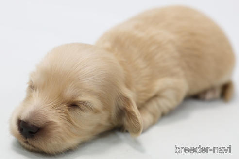 成約済の神奈川県のミニチュアダックスフンド(ロングヘアード)-223709の4枚目